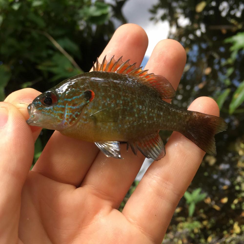 Sunfish, Northern Bitterling